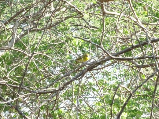 African Golden Weaver