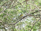 African Golden Weaver: by davidt, Views[116]
