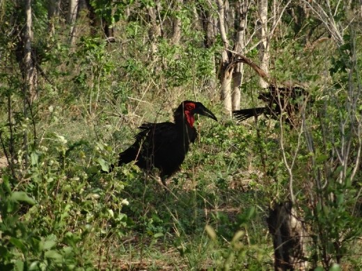 Southern Ground-Hornbill - believed to be only 1500 left in the wild