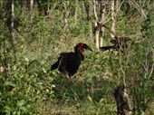 Southern Ground-Hornbill - believed to be only 1500 left in the wild: by davidt, Views[188]