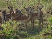 Impala: by davidt, Views[131]