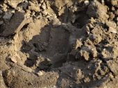 A lion track : by davidt, Views[121]