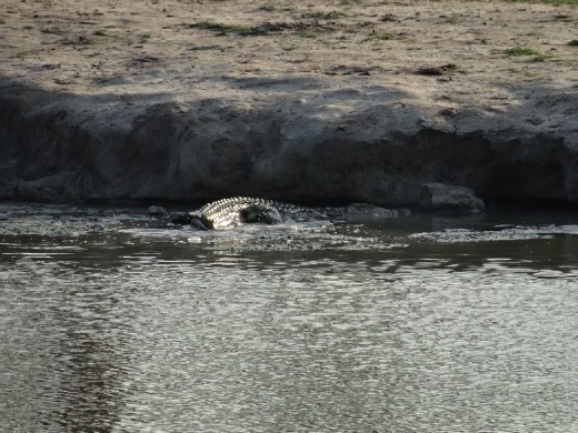 A croc heading for cover under the bank