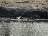 A croc heading for cover under the bank: by davidt, Views[141]