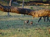 Baby baboons: by davidt, Views[242]
