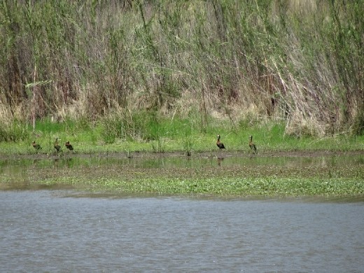 White-faced Whistling Ducks