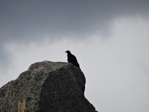 An eagle of some sort... possibly a black eagle?