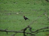 Another Southern Ground-Hornbill: by davidt, Views[244]