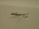 A mantis crawling on the bedroom wall: by davidt, Views[153]