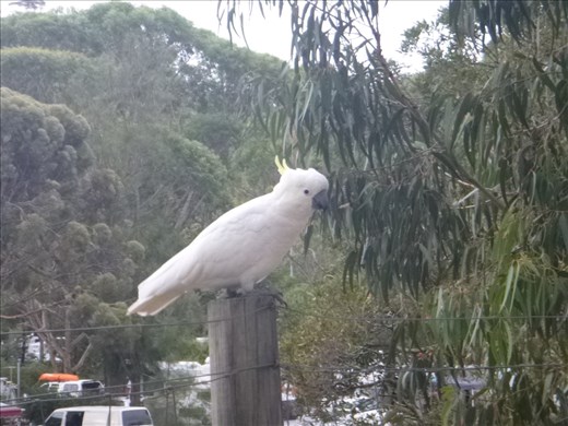 The Lorne alarm clock