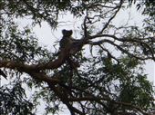 Koala: by dawnandmark, Views[423]