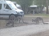 Yeah! Kangeroos on the campsite: by dawnandmark, Views[472]