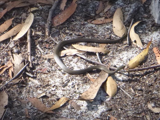 Yellow faced whip snake
