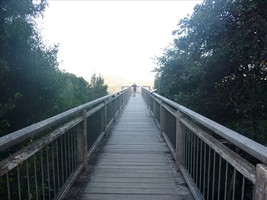 skywalk Dorrigo