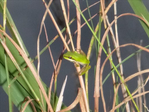 Well cute green frog