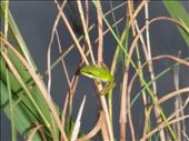 Well cute green frog: by dawnandmark, Views[600]