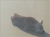 Dingo on Fraser Island: by dawnandmark, Views[546]