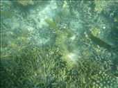 coral reef: by dawnandmark, Views[384]