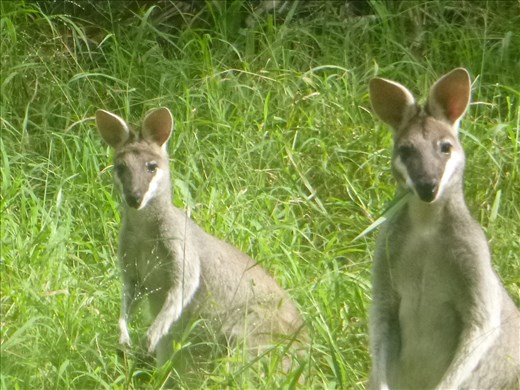 cute wallabies