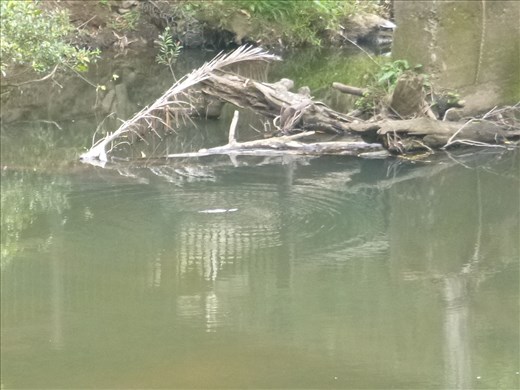 A duck billed playtpus - yes it really is!