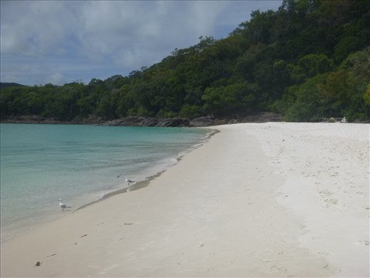Whitehaven beach