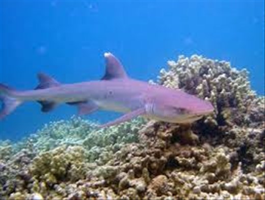 reef shark