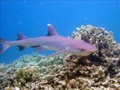 reef shark: by dawnandmark, Views[587]