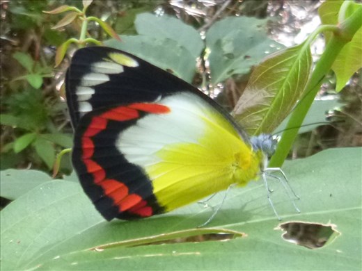 Beautiful butterfly - Marks great camera work