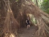 crazy tree!!: by dawnandmark, Views[467]