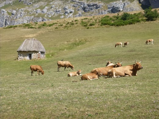 Traditional cowherd huts and cows