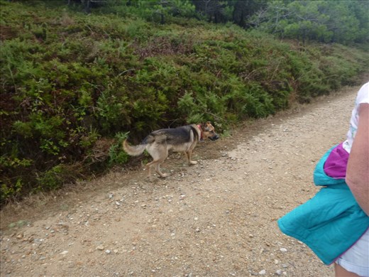 One of our uninvited walking companions!!