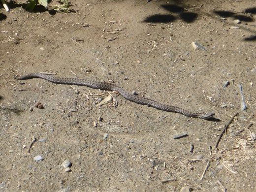 unwelcome guest on our walk