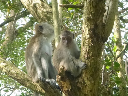 macaques in nature park