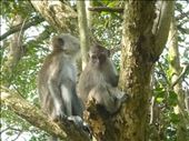 macaques in nature park: by dawnandmark, Views[512]