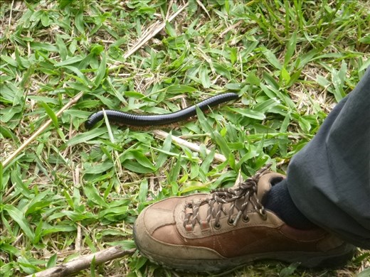 Mark and the magnificent millipede