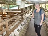 goat yogurt stop on bike ride: by dawnandmark, Views[419]