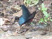 beautiful butterfly : by dawnandmark, Views[484]