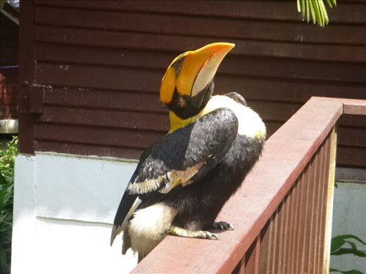 Great hornbill