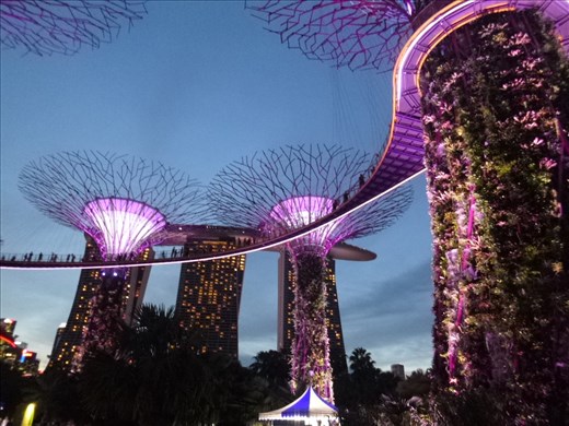Supergrove trees at night