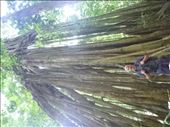 Mark and big tree: by dawnandmark, Views[410]