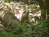 Anteater: by dawnandmark, Views[379]