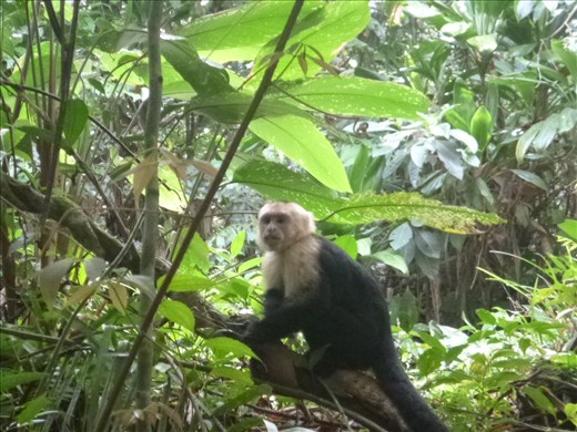 Capachin monkey at Antonio Manuel