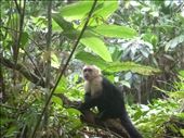 Capachin monkey at Antonio Manuel: by dawnandmark, Views[634]