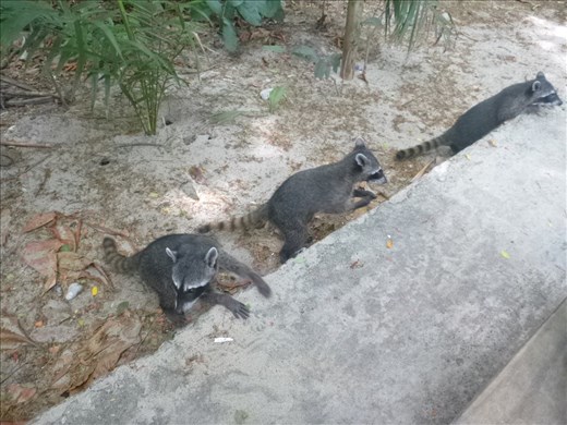 Very naughty racoons