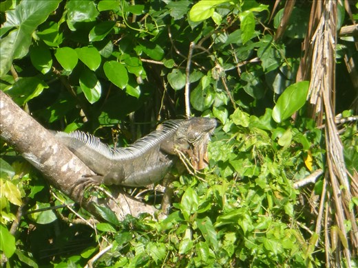 Iguana