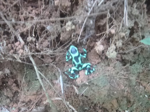 green and black poison dart frog