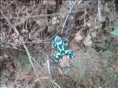 green and black poison dart frog: by dawnandmark, Views[396]