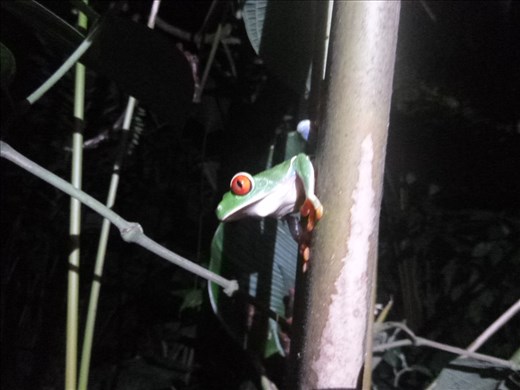 red eyed tree frog