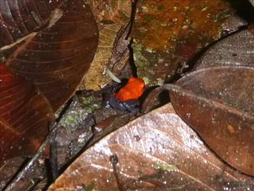 strawerry poison dart frog