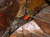 strawerry poison dart frog: by dawnandmark, Views[383]